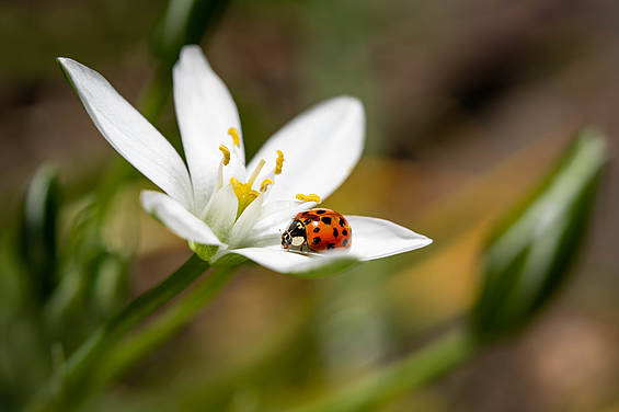 Marienkäfer im Insektenhotel in der Tierwelt Herberstein