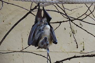 Palmenflughund Jungtiere in der Tierwelt Herberstein