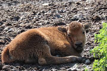 Bisonbaby schaut zur Kamera in der Tierwelt Herberstein