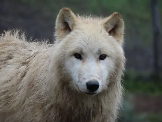 Herbersteiner Vollmondfest
