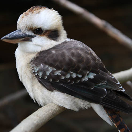 Kookaburra