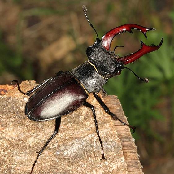 Hirschkäfer in der Tierwelt Herberstein (c) Erwin Holzer