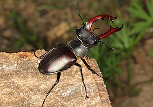Hirschkäfer