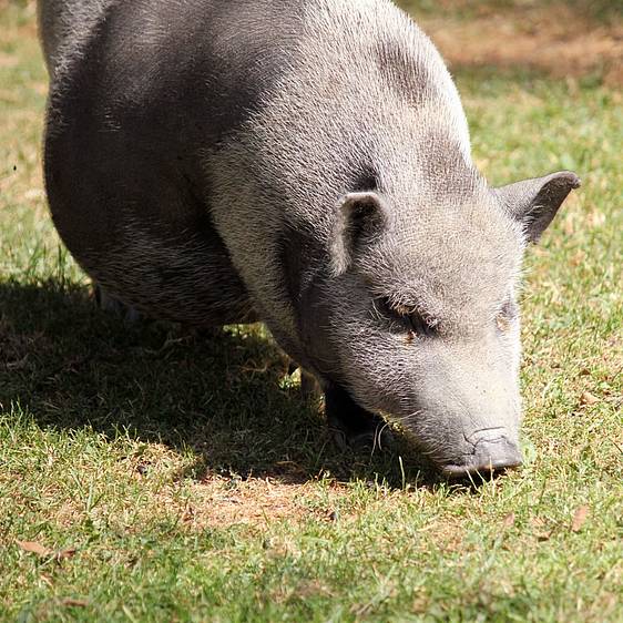 Minischwein