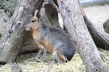 Mara in der Tierwelt Herberstein