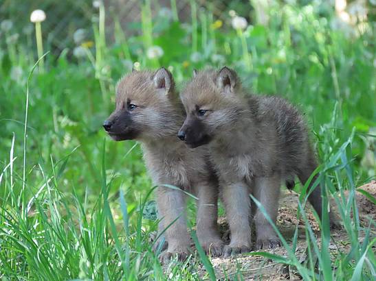 Das Herbersteiner Wolfsrudel wächst