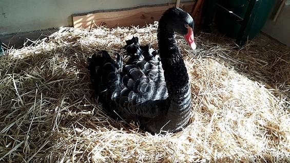 Schwan Mama Cassandra brütet in der Tierwelt Herberstein