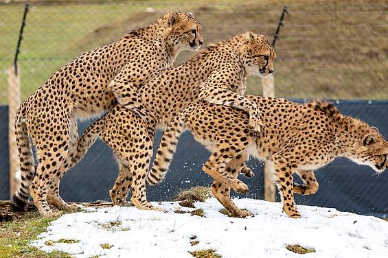 Gepard in der Tierwelt Herberstein