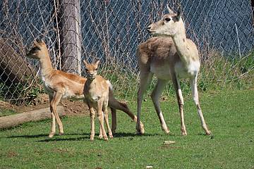 Hirschziegenantilope in der Tierwelt Herberstein