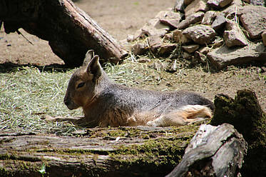 Ruhender Mara in der Tierwelt Herberstein