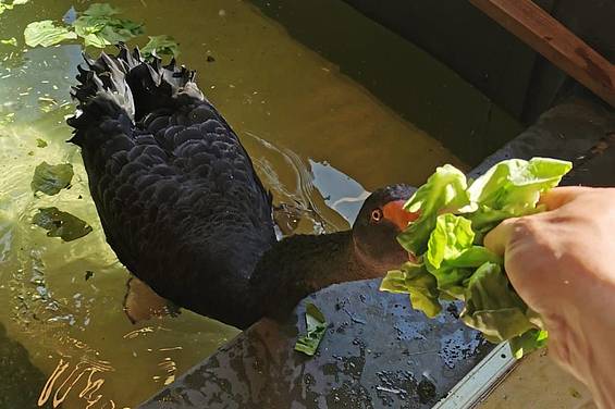 Schwan in der Tierwelt Herberstein bei der Fütterung