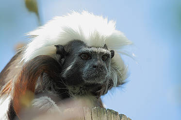 Lisztaffe der Tierwelt Herberstein