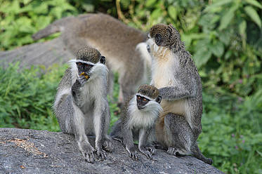 Grüne Meerkatzen in der Tierwelt Herberstein