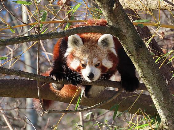 Roter Panda im Baum in der Tierwelt Herberstein
