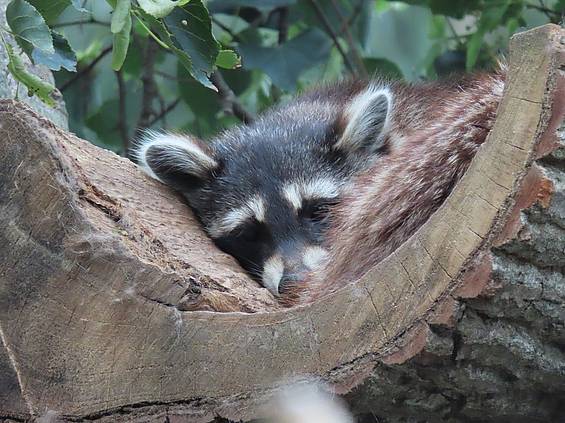 Waschbär in der Hängematte in der Tierwelt Herberstein