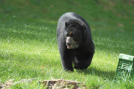 Brillenbär in der Tierwelt Herberstein