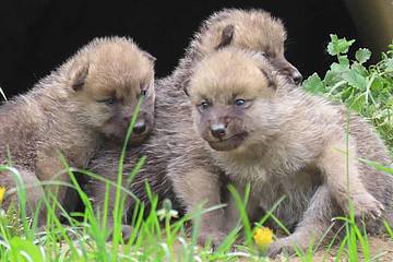 Wolfbabies in der Tierwelt Herberstein