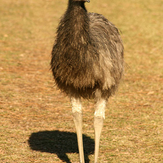 Emu