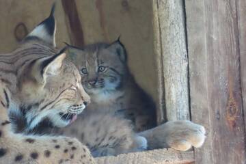 Luchs-Nachwuchs in der Tierwelt Herberstein.
