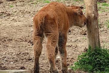 Bisonkalb in der Tierwelt Herberstein