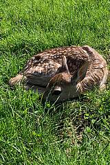 Damwild in der Tierwelt Herberstein