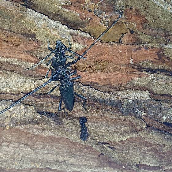 Großer Eichenbock in der Tierwelt Herberstein (c) Lattinger