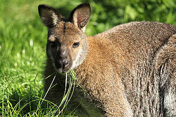 Känguru in der Tierwelt Herberstein