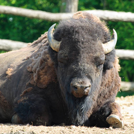 Bison