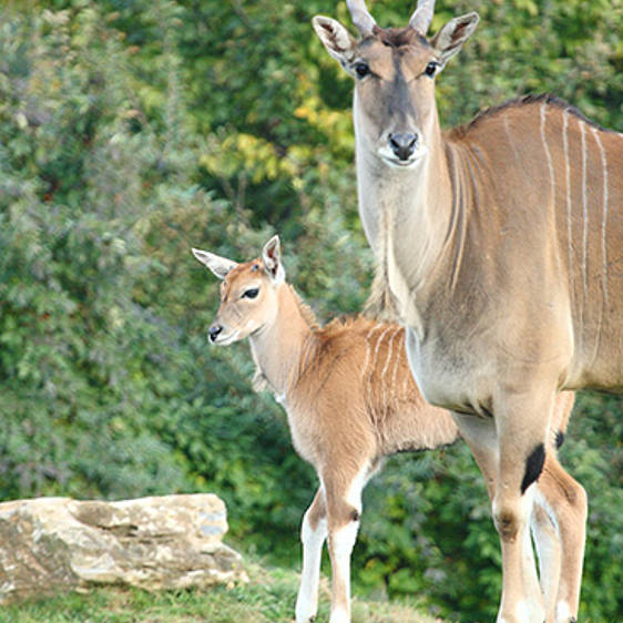 Elenantilope