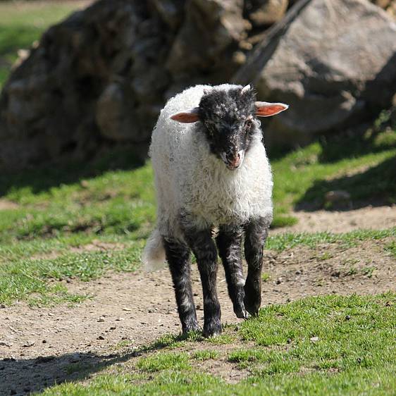 Ungarisches Zackelschaf