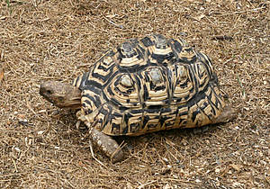 Pantherschildkröte in der Steiermark