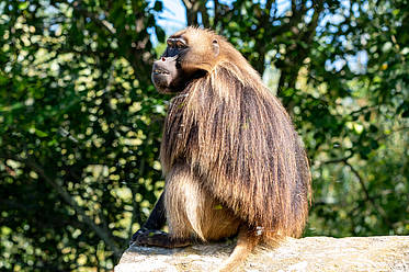 Dschelada in der Tierwelt Herberstein