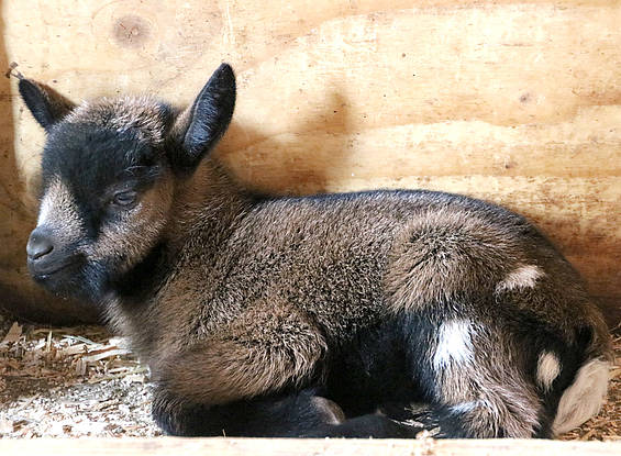 Ziegenbaby im Stall in der Tierwelt Herberstein