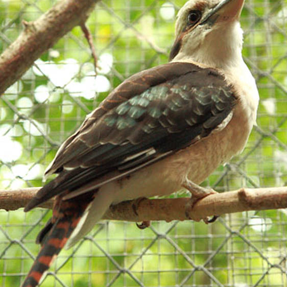 Kookaburra