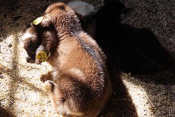 Zwergziegenbabies im Schatten in der Tierwelt Herberstein