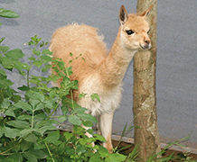 Vikunja Joschi erkundet die Tierwelt
