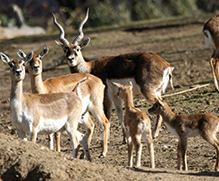 Hirschziegenantilopen-Familie
