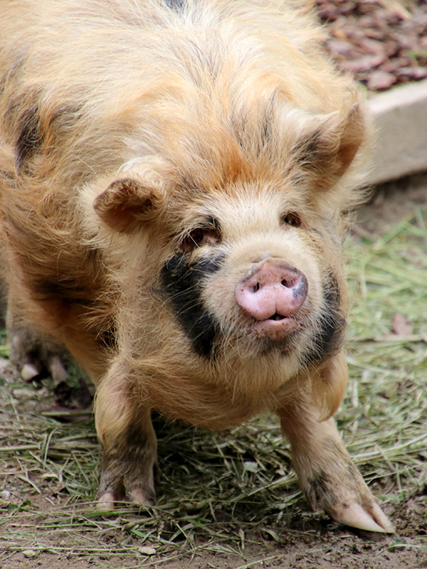 Kune Kune Schwein Kune Kune Schwein