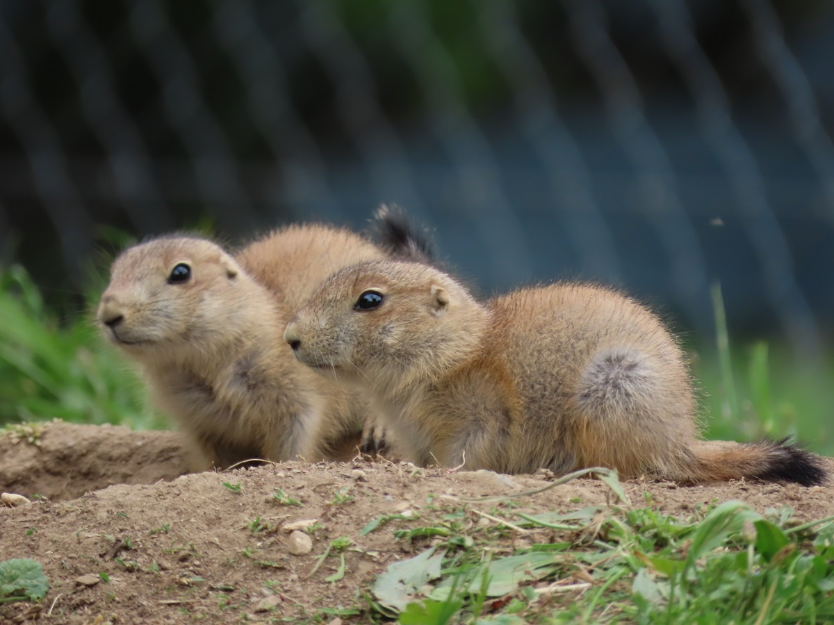 tierwelt-herberstein-tierbabys-in-der-steiermark