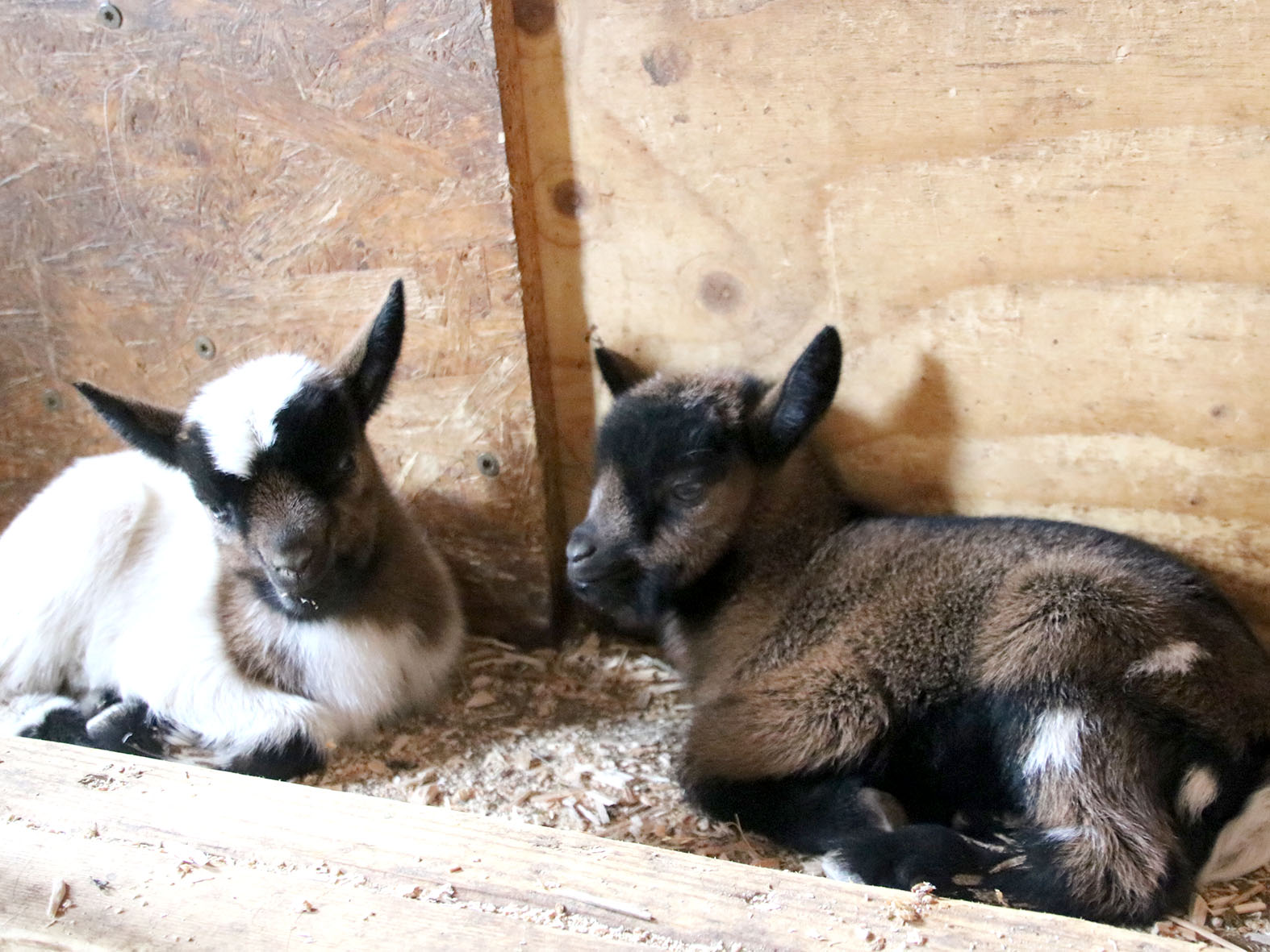 tierwelt-herberstein-tierbabys-in-der-steiermark